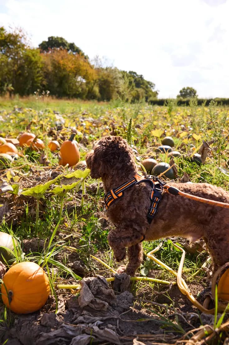 Pup-kin Friendly!