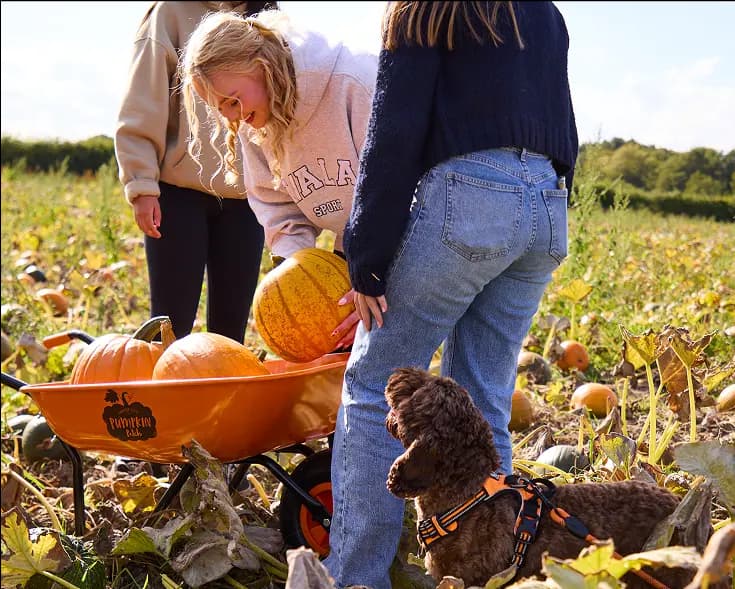 Three Pumpkin Patches