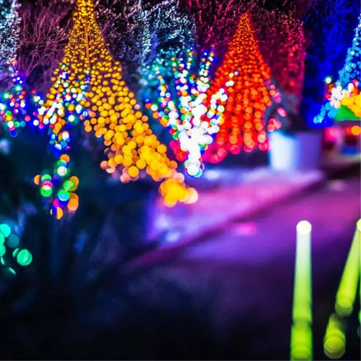 WINTER WOODLAND LIGHT TRAIL